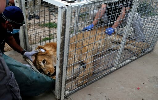 Simba, le lion abandonné du zoo de Mossoul, le 28 mars 2017 Simba, le lion abandonné du zoo de Mossoul, le 28 mars 2017