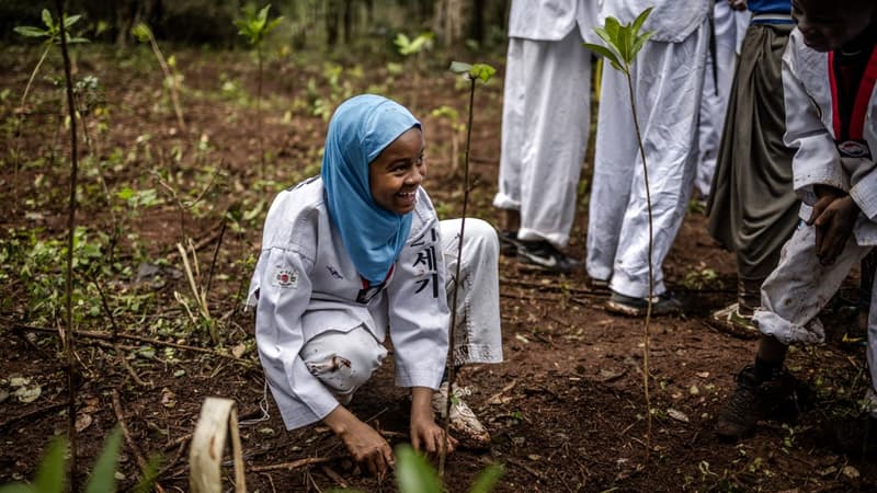 Au Kenya, un jour férié décrété pour planter des arbres
