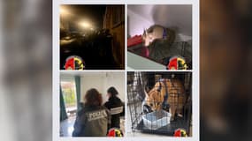 Les gendarmes du Nord ont retrouvé un caracal détenu illégalement chez un particulier. 