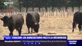Les agriculteurs sont contraints de s'adapter à la sécheresse