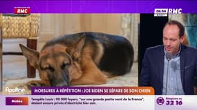 Racontez-nous - Morsures à répétition : Joe Biden se sépare de son chien