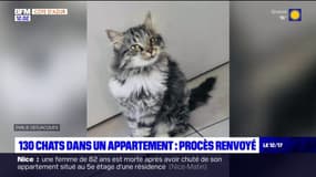 Nice: le procès renvoyé après la découverte de 130 chats dans un appartement