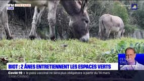 Alpes-Maritimes: deux ânes entretiennent les espaces verts de Biot