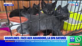 Gravelines: face aux abandons, la SPA saturée
