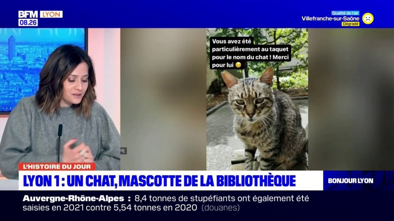 chat venissieux