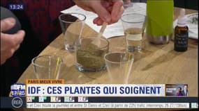Paris Mieux Vivre: ces plantes franciliennes qui permettent de se soigner