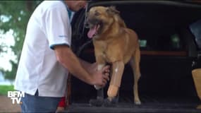 En Thaïlande, un chien errant bénéficie de prothèses de pattes 
