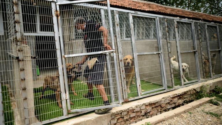 Les chiens ont été récupérés par la Fondation Bardot. (illustration)