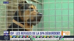 Ile-de-France: les refuges de la SPA débordent pendant les vacances
