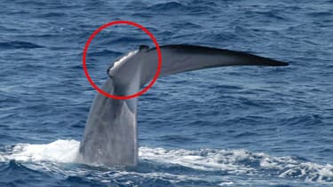 La femelle rorqual blessée en Méditerranée