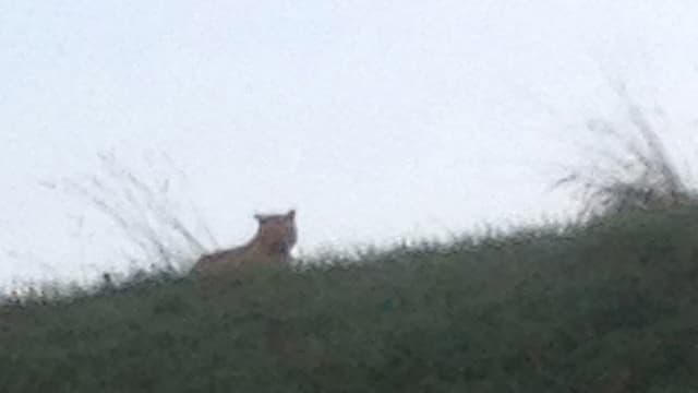 Le tigre aperçu jeudi en liberté en région parisienne n'a toujours pas été retrouvé.