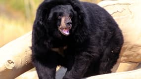 L'ours Viviane dans la réserve africaine de Sigean. (Photo d'illustration)