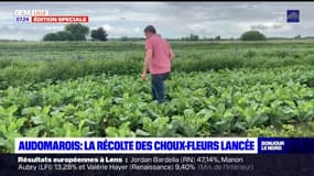 Audomarois: la récolte des choux-fleurs lancée