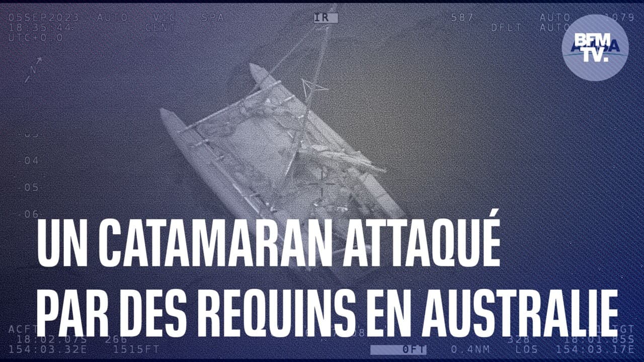 attaque d'un catamaran par des requins