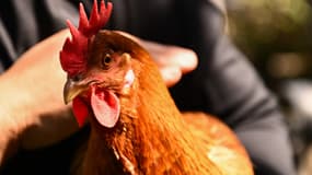 Photo d'illustration d'une poule pondeuse.