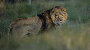 Un lion relâché dans le Lionsrock Lions Sanctuary en Afrique du Sud
