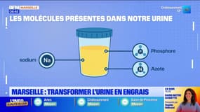 Marseille : transformer l'urine en engrais