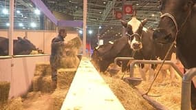 Salon de l'agriculture: l’arrivée des bêtes