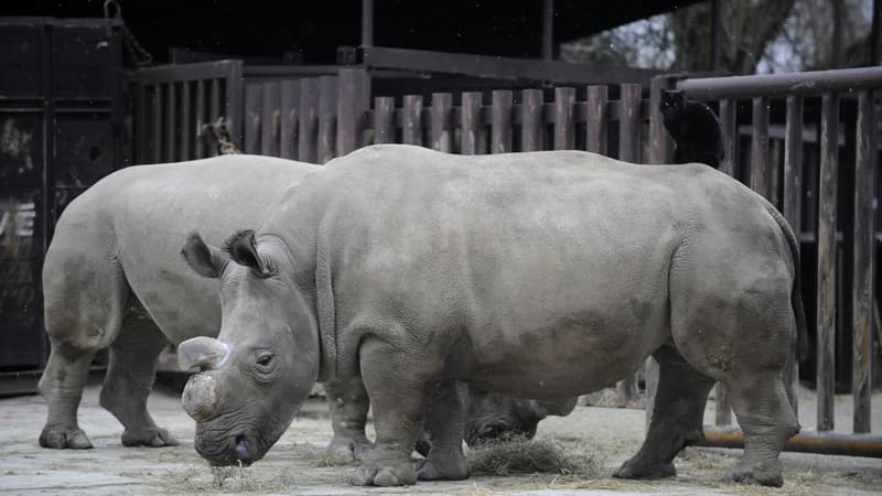 Nabire et à l'arrière plan Fatu au zoo de Dvur Kralove en 2009.