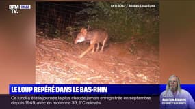 Le loup repéré dans le Bas-Rhin, quatorze moutons tués depuis début juillet