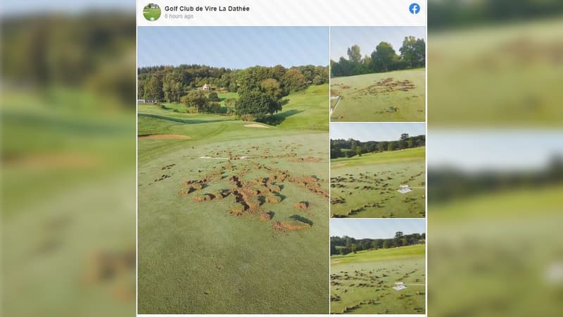 Le collectif écolo "La Ronce" a revendiqué les dégradations de deux golfs du Calvados.