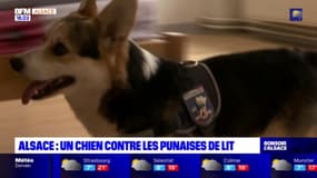 Bas-Rhin: un chien formé pour détecter les punaises de lit