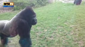 Un gorille terrorise les visiteurs d’un zoo