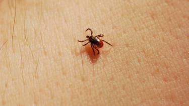 Nymphe de Ixodes scapularis, tique vectrice de la maladie de Lyme.