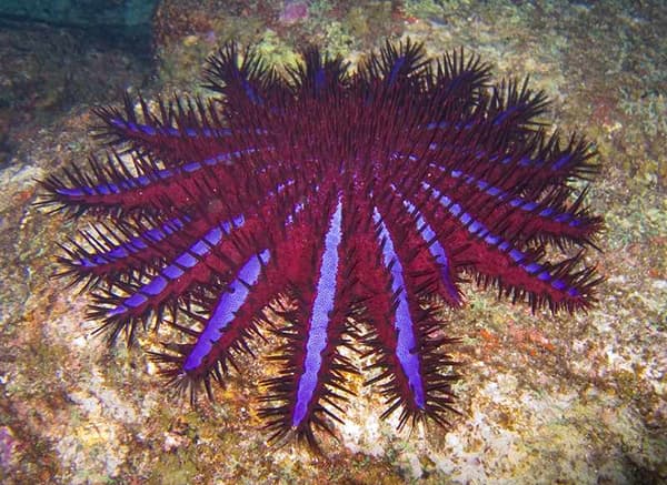 L'étoile de mer dite "couronne d'épines", ou Acanthaster planci, menace l'écosystème de la Grande barrière de corail, par sa prolifération.