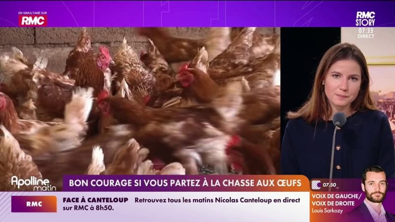 C'est la chasse aux oeufs depuis plusieurs jours, pourquoi ?