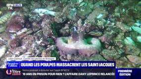 Comment les poulpes massacrent la production de coquilles Saint-Jacques dans le Finistère