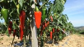 Piments d'Espelette (illustration)