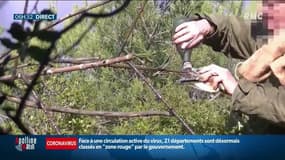 Suspension de la chasse à la glu: les écologistes satisfaits, les chasseurs y voient un affront