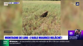 Alpes-de-Haute-Provence: l'aigle Maurice relâché dans la nature