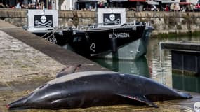 Un cadavre de dauphin a été déposé mardi sur le Vieux Port de La Rochelle pour sensibiliser la population. 