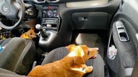 Deux chiens enfermés dans une voiture à Boulogne-sur-Mer le 14 août 2022