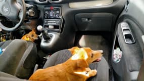 Deux chiens enfermés dans une voiture à Boulogne-sur-Mer le 14 août 2022/