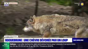 Var: une chèvre dévorée par un loup à Roquebrune-sur-Argens