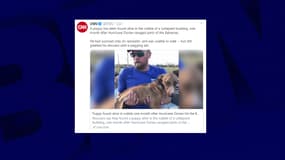 Miracle, le chien sauvé vendredi dernier