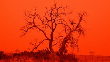Des feux de forêt ravage l'Australie depuis le mois de septembre.