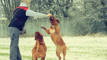 Les bons gestes pour rendre votre chien plus obéissant