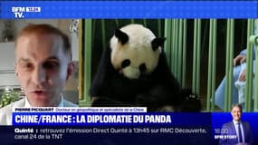 Les pandas, un "instrument de diplomatie" entre la France et la Chine 