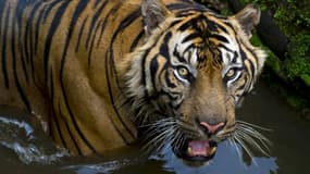 Un tigre de Sumatra au zoo de Jakarta le 23 octobre 2013