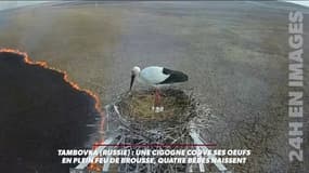 En plein feu de forêt, une cigogne continue de couver ses oeufs
