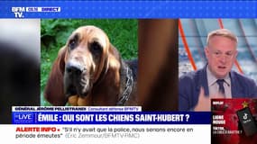 Disparition d'Émile: quelles sont les facultés du Saint-Hubert, ce chien utilisé pour retrouver le petit garçon?
