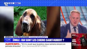 Disparition d'Émile: quelles sont les facultés du Saint-Hubert, ce chien utilisé pour retrouver le petit garçon?