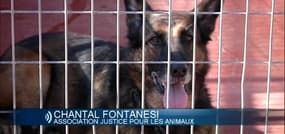 Chat brûlé vif: 2 ans ferme pour le tortionnaire, une association salue "une prise de conscience"