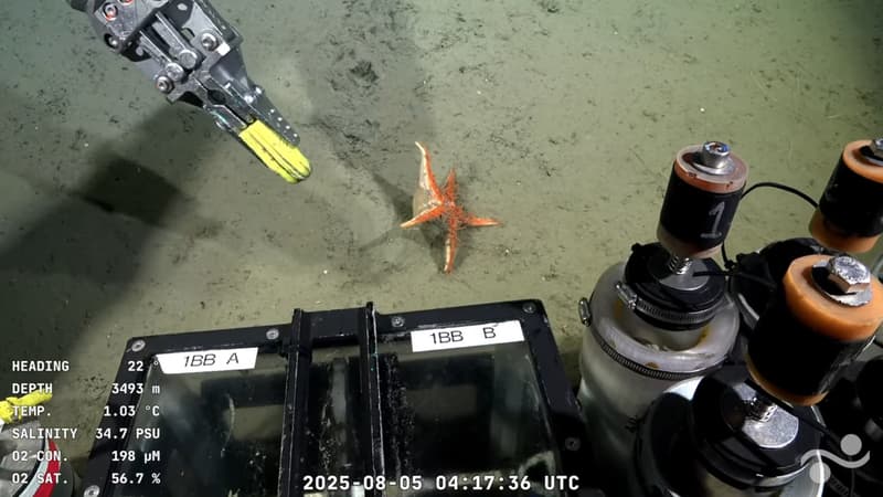 Étoiles de mer, poissons, coraux... Une mission sous-marine diffusée en direct passionne en Argentine