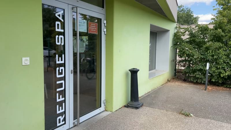 Depuis le début de l'année, le refuge SPA de Strasbourg a déjà recueilli plus de 700 animaux abandonnés.
