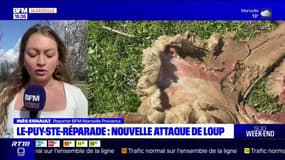 Provence: nouvelle attaque de loup au Puy-Sainte-Réparade
